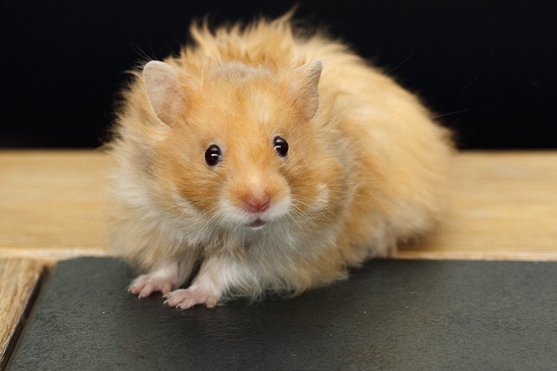 theater lastig Beukende Hamsters te koop