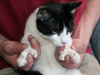 Kat met zes tenen, beweegbare duim, dominante mutatie.