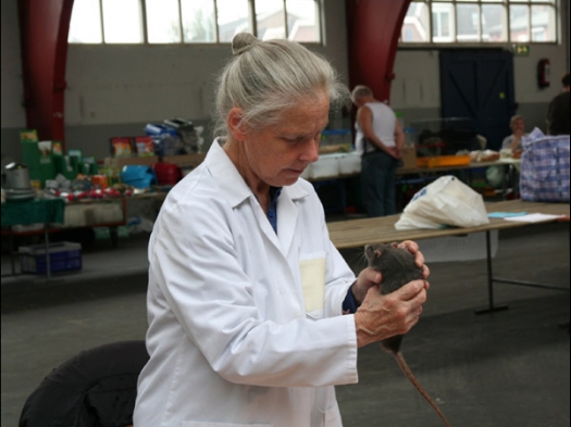 Keurmeester keurt een rat