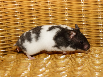 Syrische hamster Piebald