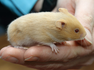 Syrische hamster kleur Roest roodoog