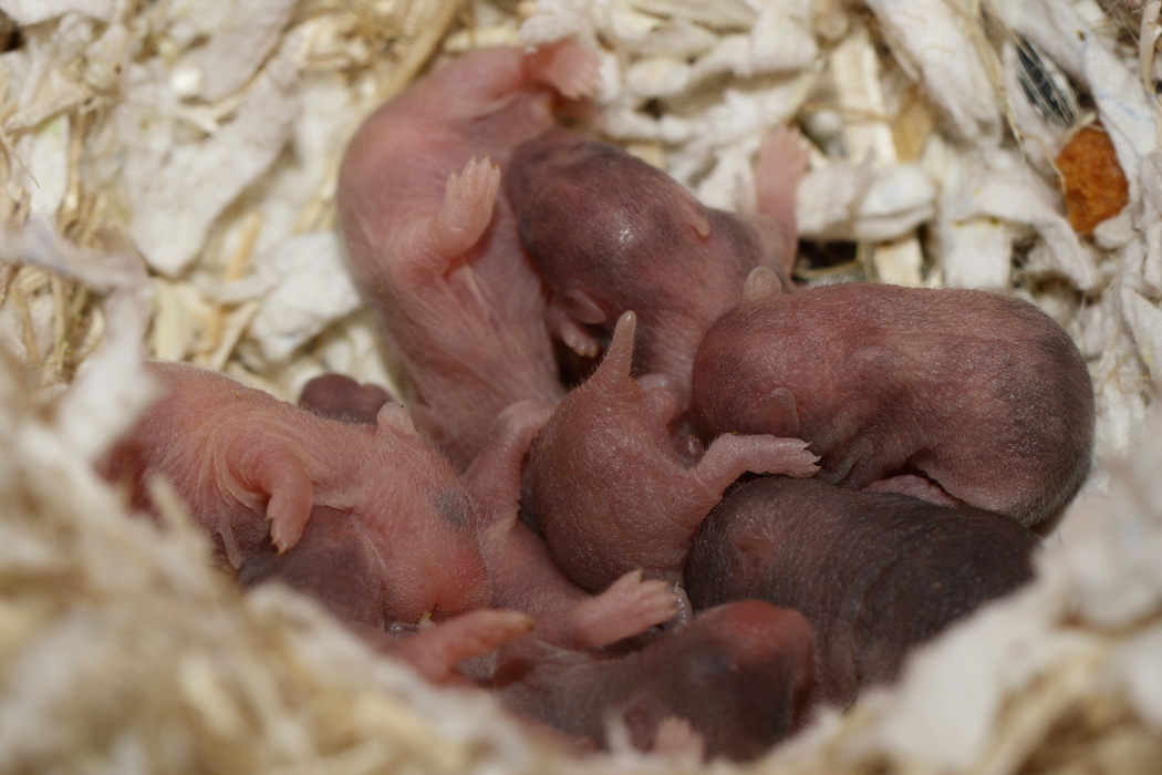 Jonge Syrische hamsters die opgroeien
