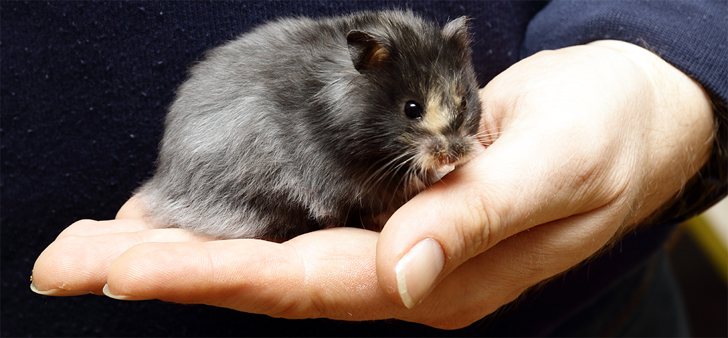 Idool Makkelijk in de omgang Beenmerg De aanschaf, een hamster kopen | www.Dwerghamster.nl