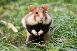 Hamster, soort Korenwolf (Europese hamster)