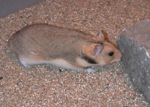 Turkse hamster