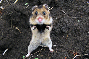 Roemeense hamster