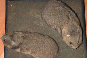 Balkanhamster