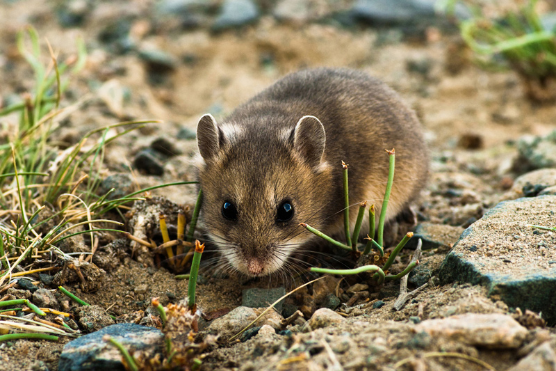 Hamster