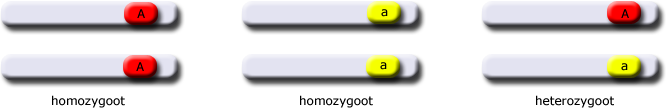 Hamster toelichting homozygoot en heterozygoot