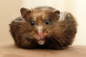 Foto van een hamster met gevulde wangzakken Hamster met gevulde wangzakken