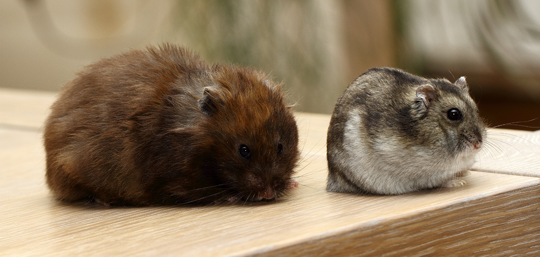 Russische dwerghamster in vergelijking met een Syrische hamster<br>LET OP!: Zet nooit verschillende hamstersoorten naast elkaar. Dit omdat ze vijanden van elkaar zijn.