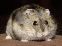 Bange hamster