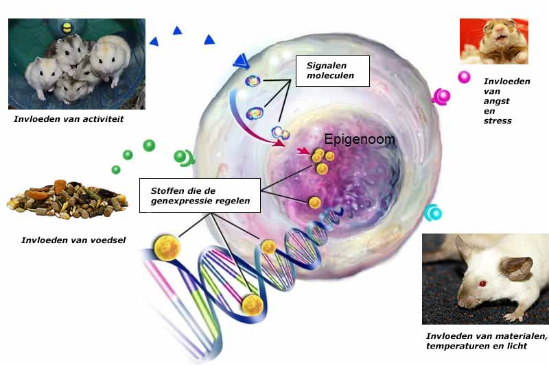 Epigenetische invloeden