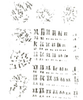 caryotypes