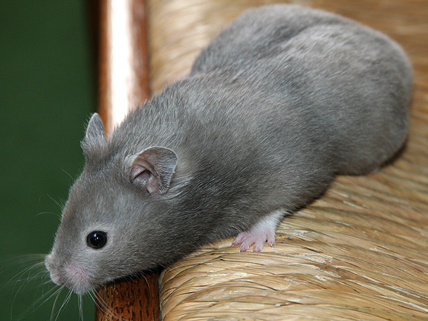Syrische hamster mutatie Roan