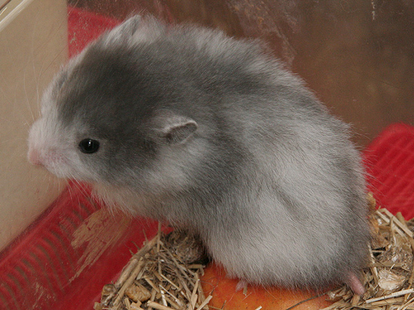 Syrische hamster, mutatie Schimmel