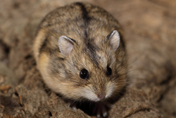 Campbelli dwerghamster wildkleur