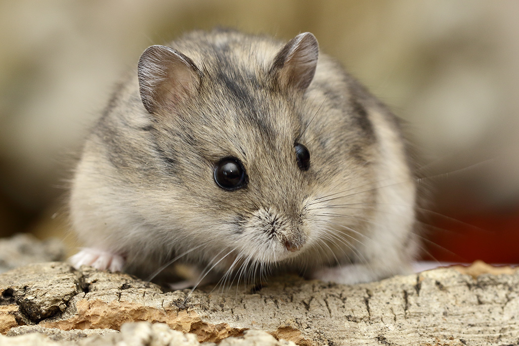 Wildkleur Campbelli dwerghamster, zoals ze in de natuur eruit zien