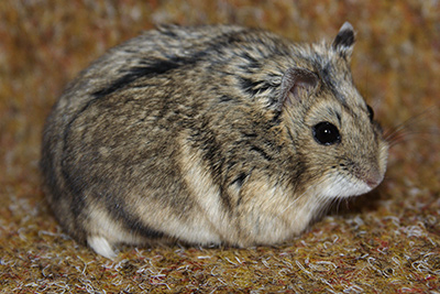 Campbelli dwerghamster kleur Wildkleur zoals ze in Altai gebergte voorkomen