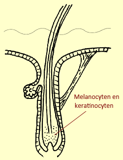 Haarwortel illustratie