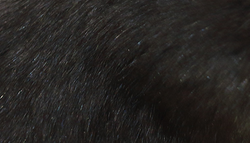 Zwart haren