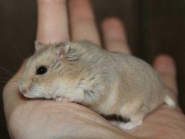 Campbelli dwerghamster kleur Lilac Fawn (bbdd)