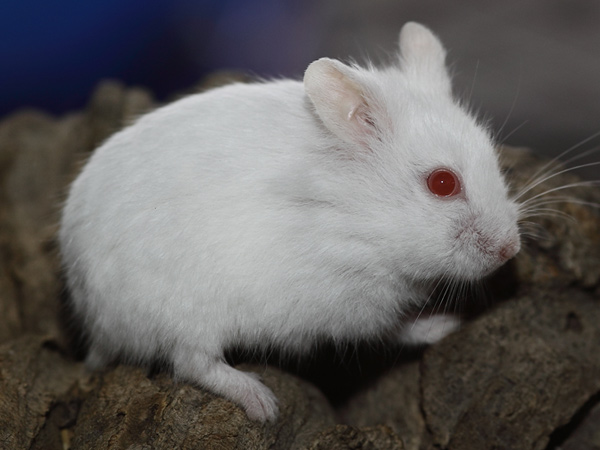 Campbelli dwerghamster kleur Albino (cc)