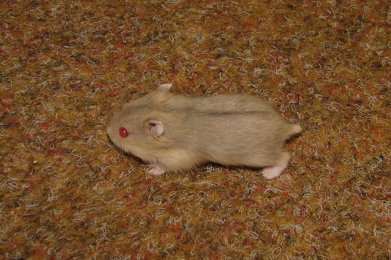Foto van baby Campbelli dwerghamsters