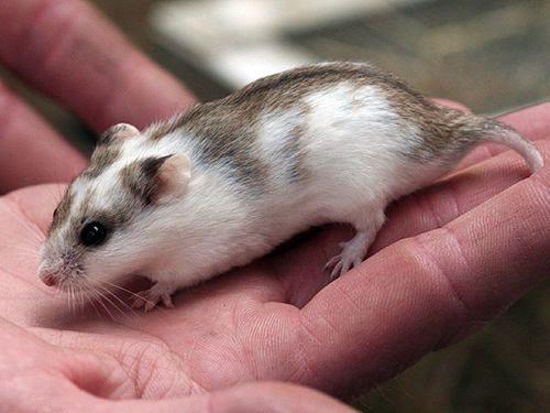 Chinese dwerghamster kleur Piebald