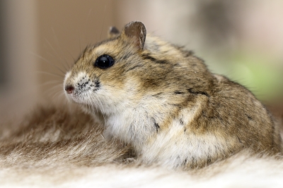 Campbelli dwerghamster foto's gemaakt in 2019