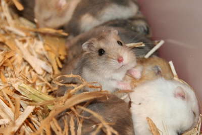 Dierenpret TER in Zwolle, gehouden op 15 oktober 2006