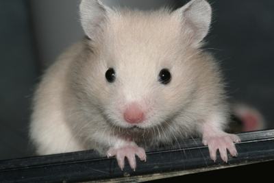 Foto's van Syrische hamsters uit 2007