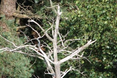 Bossen Overijssel