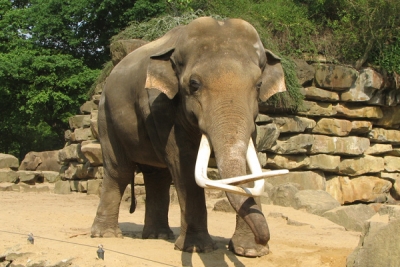 Dierenpark Emmen 2007