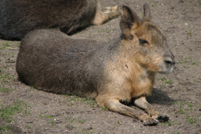 Dierentuin Artis te Amsterdam