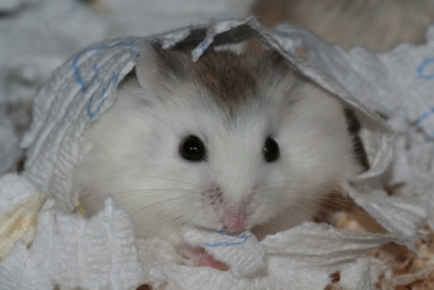 White-Face Roborovski's met twee kleintjes