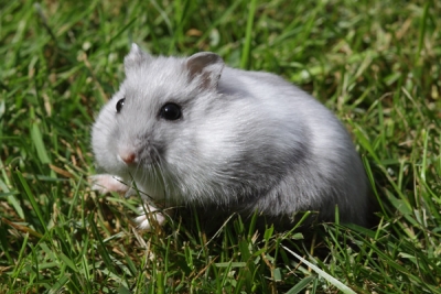 Hamsters in het gras