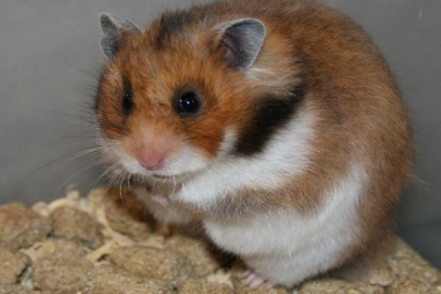 Syrische hamsters, deel 4