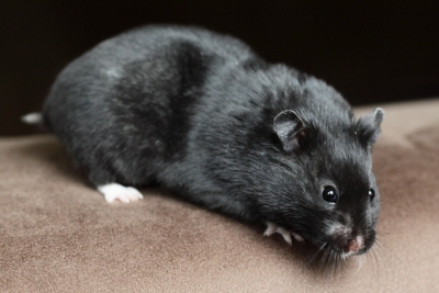 Diverse foto's van Syrische hamsters in verschillende kleuren