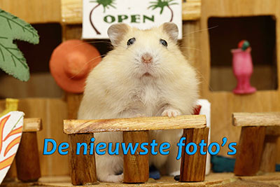 Nieuwste foto's tonen