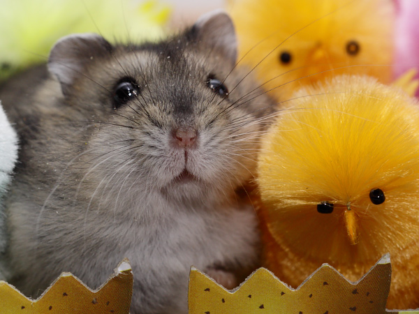 Foto's van hamsters, andere knaagdieren zoals ratten en ...