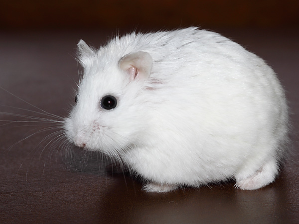 Foto's van hamsters en andere (knaag)dieren, Braak