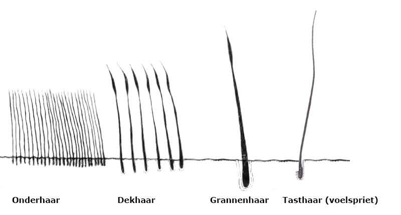 Foto behorend bij blog