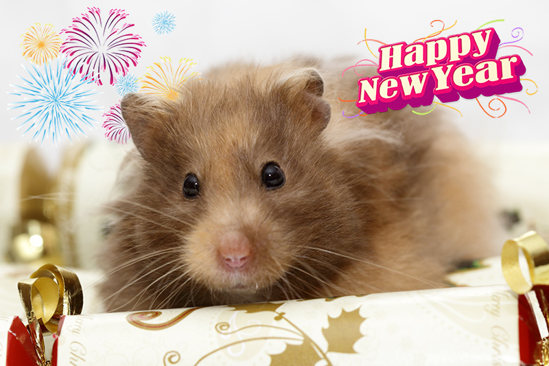 Arash - Strnka 16 20171231-happynewyear-hamster