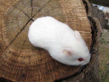 Albino