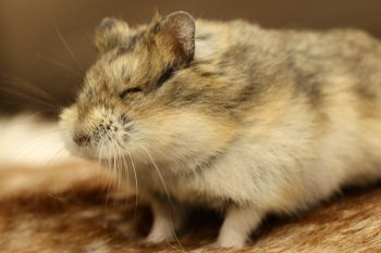 Foto 2021-Campbellifotos/20210916-Oogloos-defect03.jpg