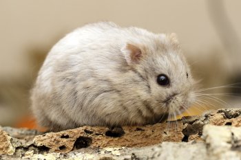 Foto 2024-Campbellifotos/20240428-Choco-schimmel5.jpg