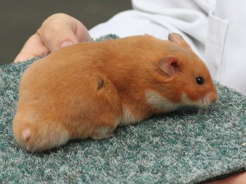Syrische hamster in de kleur Oranje