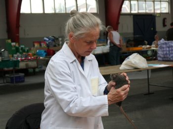 Keurmeester keurt een rat