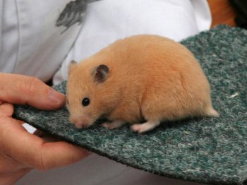 Syrische hamster, Cr�me, van Marian Heesbeen